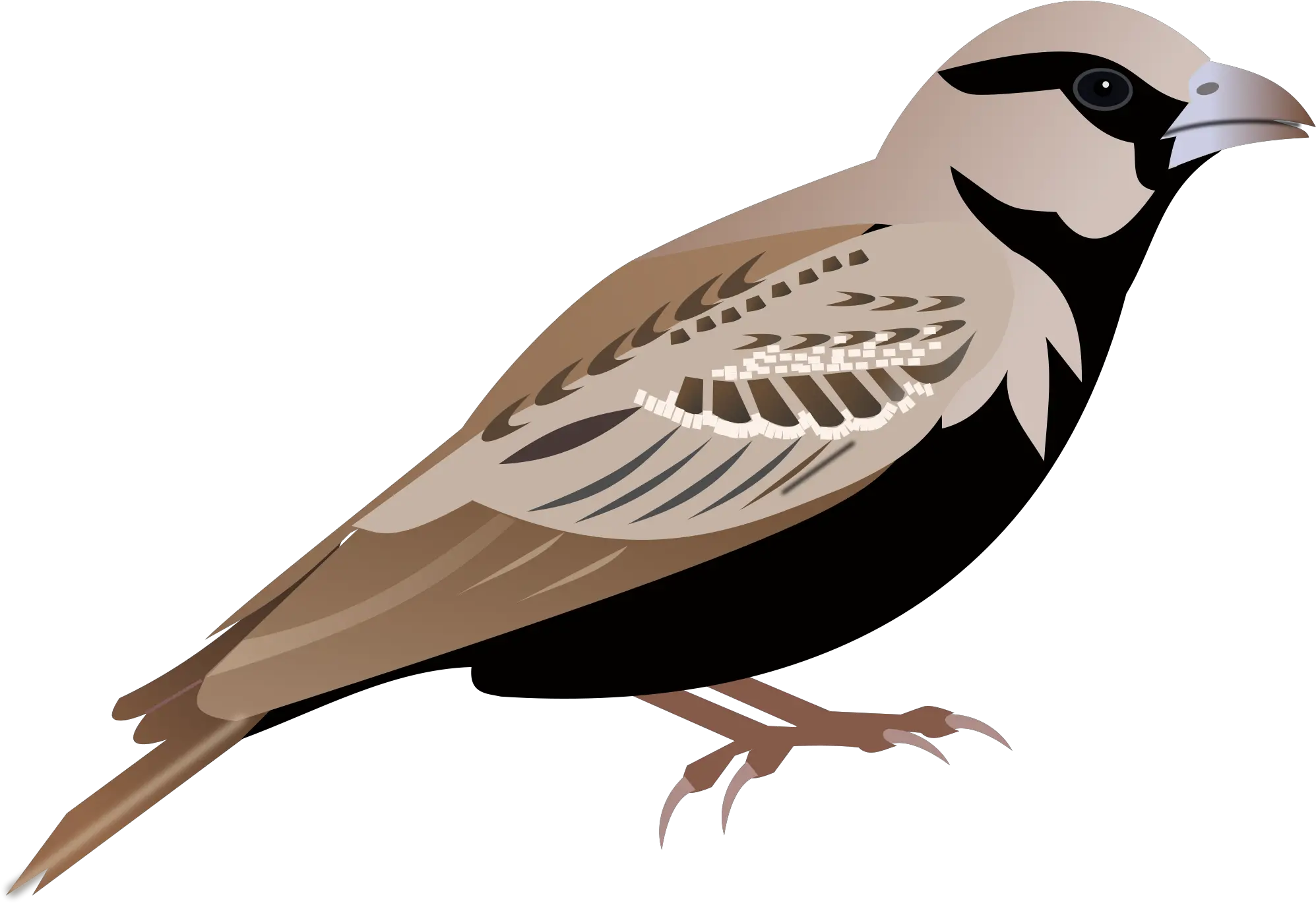 Sparrow Icon Cartoon Sparrow Png Sparrow Png