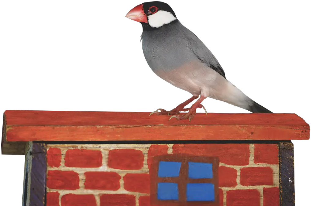 Sparrow Png Java Sparrow Png Sparrow Png