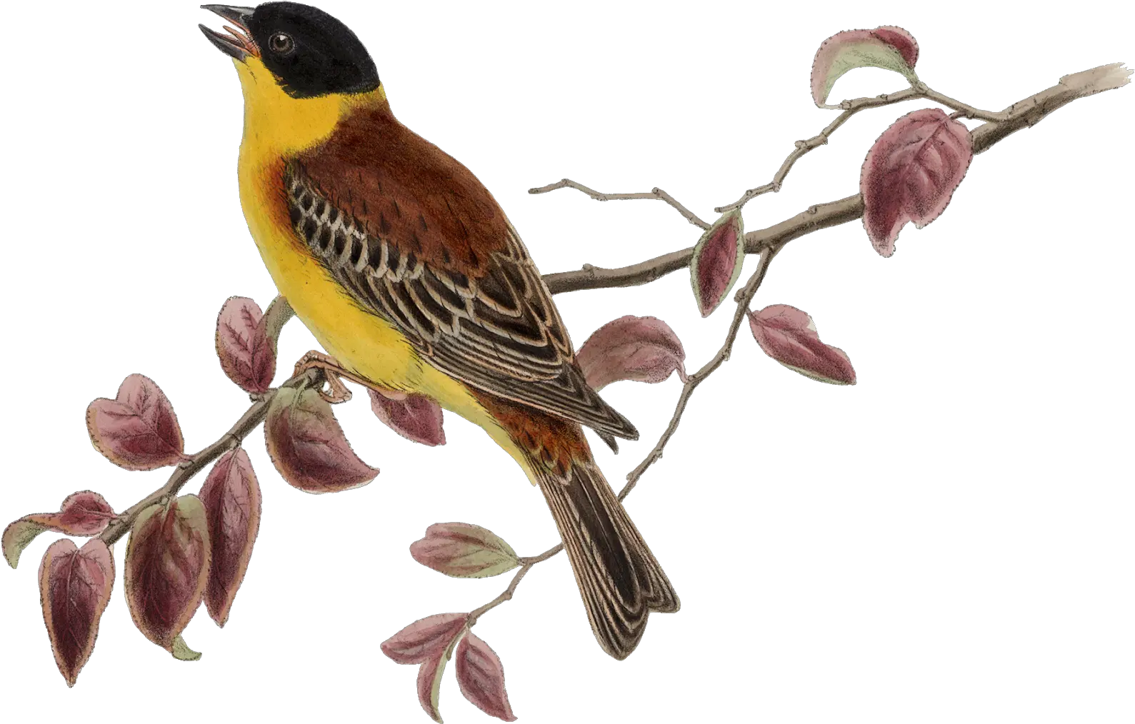 Sparrow Clipart Transparent Png Sparrow Clipart Png Sparrow Png