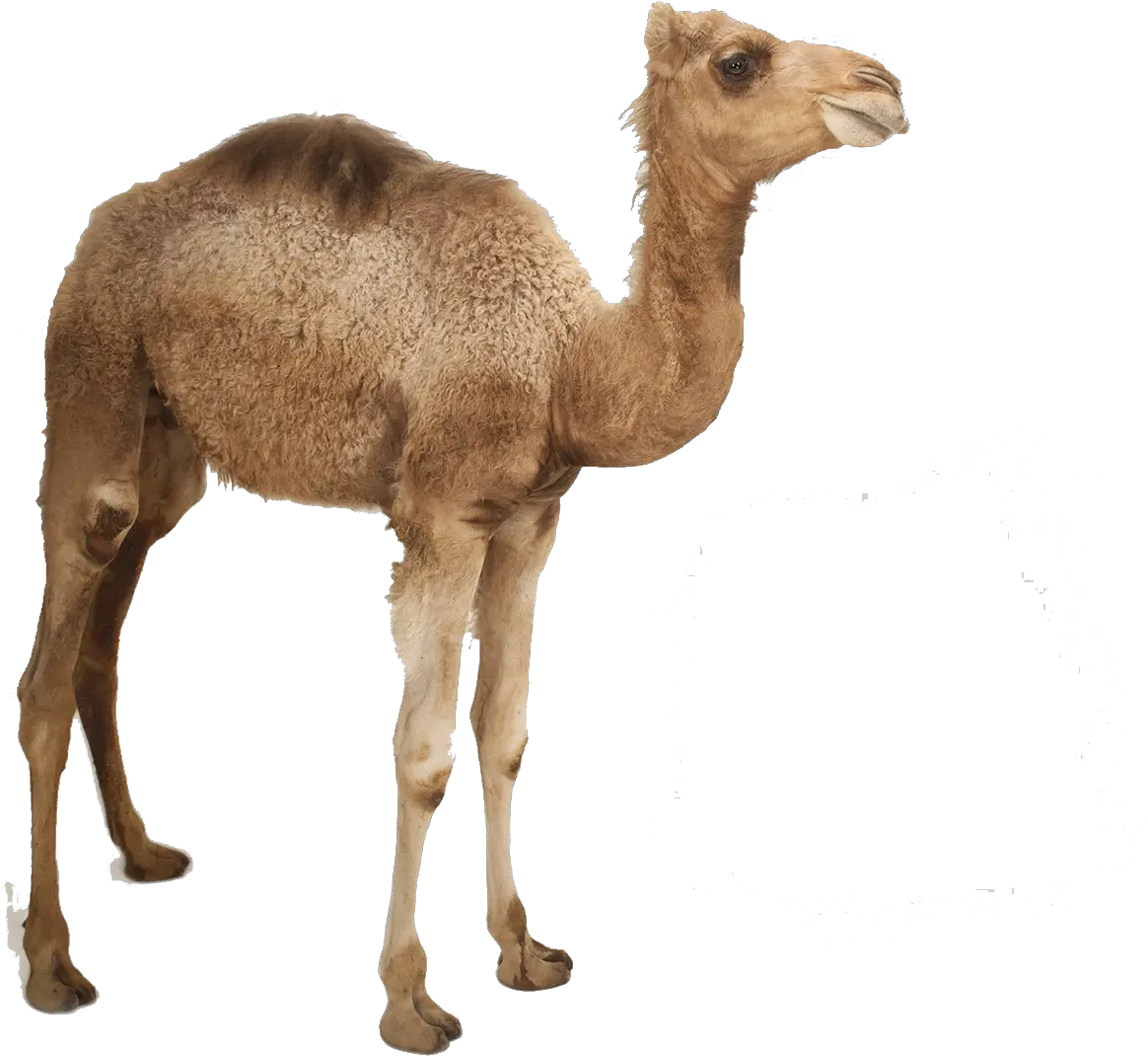 Camel Png Photo