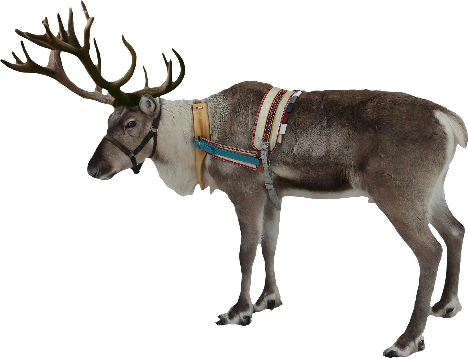 Camel Png Image Pngpix Reindeer Transparent Background Camel Png
