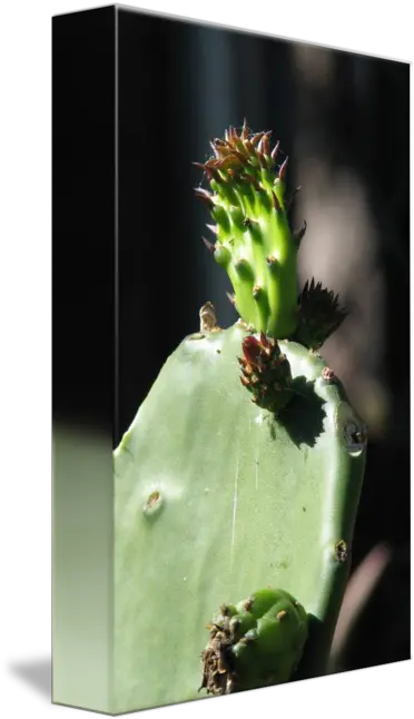 The Growing Beauty Of A Nopal By Silvia Calzada Barbary Fig Png Nopal Png
