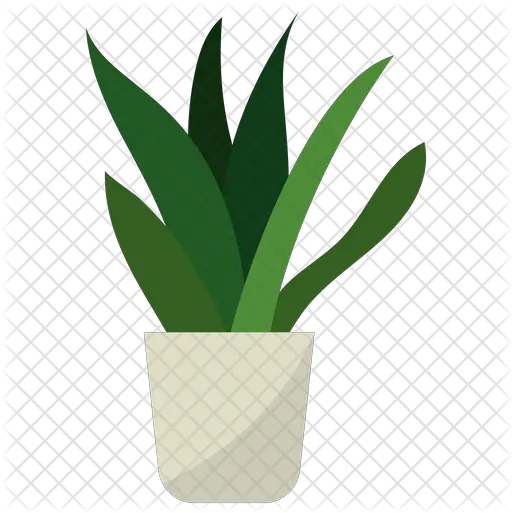 Snake Plant Vector Icon Plant Vector Png Green Plant Png