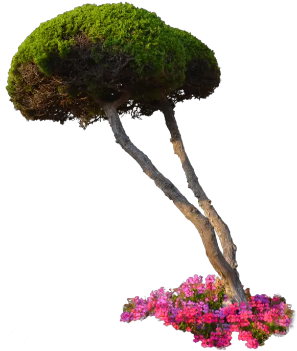 Download Plants Png File 321 Garden Plant Transparent Background Flower Bushes Png