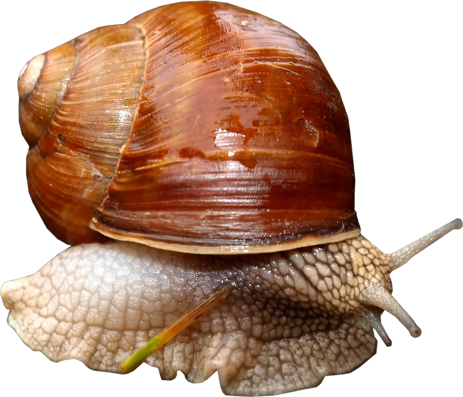 Snail Png Flash Card Of Snail Snail Png