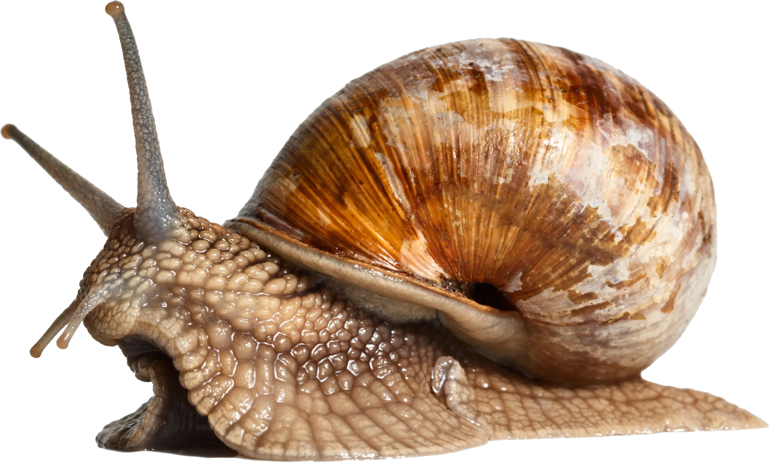 Snail Png Transparent Snail Shell Png Snail Png