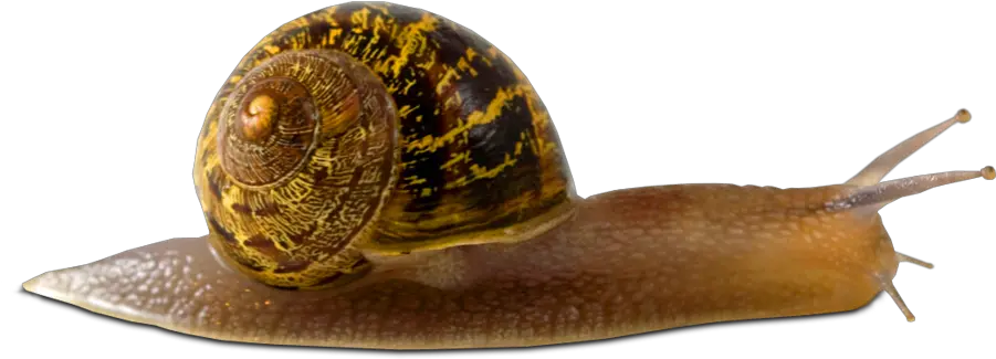 Download Snail Png Picture Animals Without Blood Snail Png