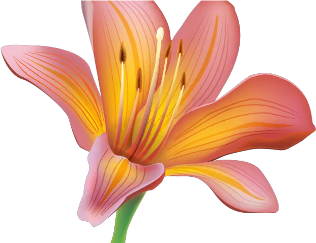 Download Free Easter Lily Clipart Lily Flower Png Easter Lily Png