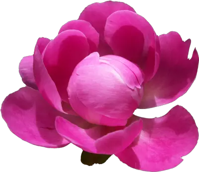 Peony Clipart Transparent 18509 Transparentpng Paeonia Flowers Hd Png Transparent Peony Transparent