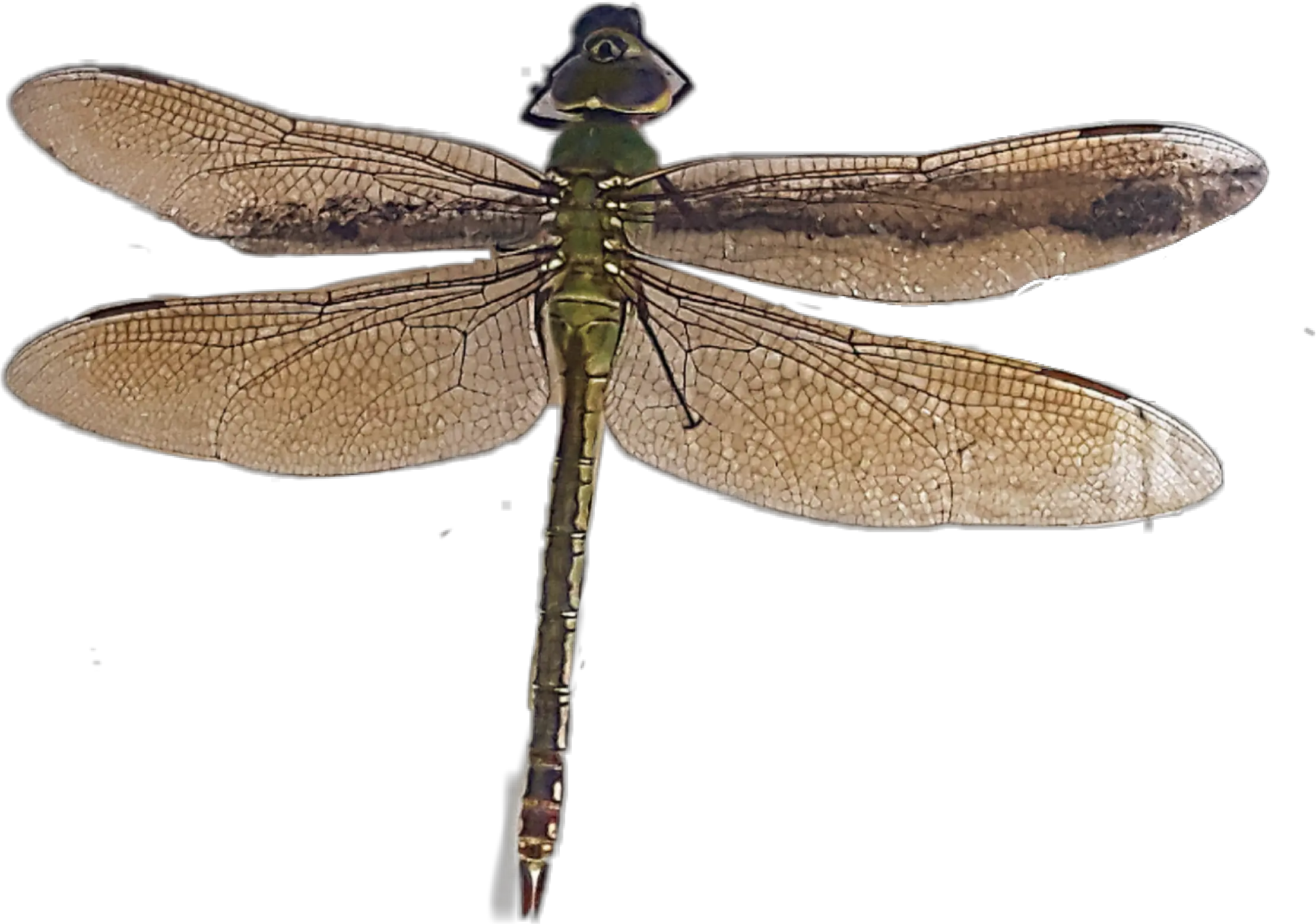 Dragonfly Sticker By Rita N Vanpale Png Dragonfly Transparent Background