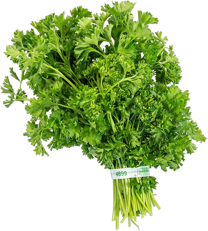 Curly Parsley Fresh Avenue Coriander Png Parsley Png
