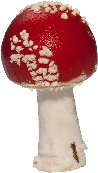 Amanita Muscaria Png Pic Mart Mushroom Transparent