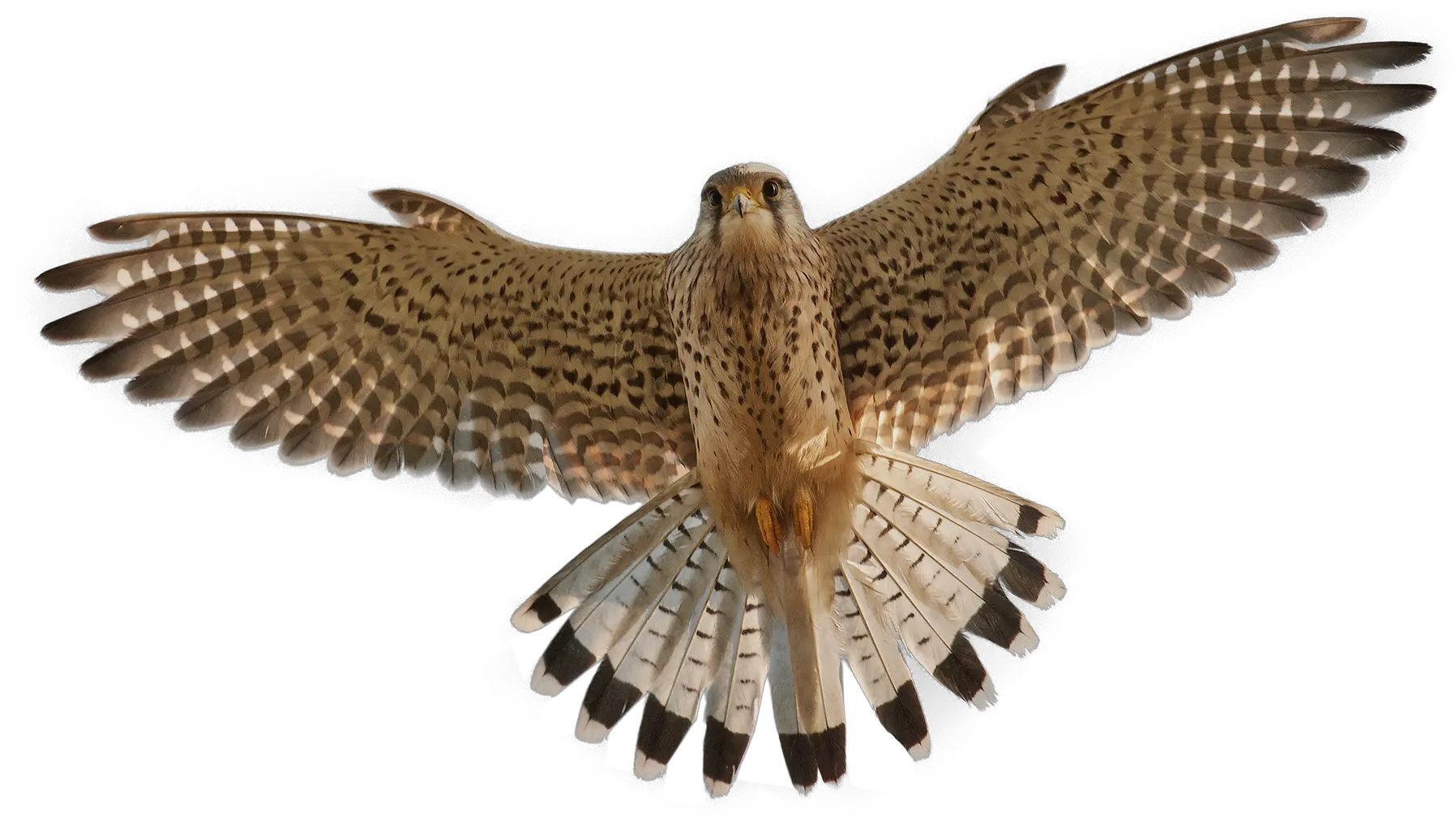 Falcon Png Flying Falcon Png Falcon Png