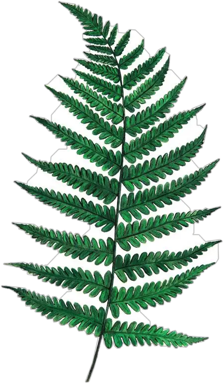 Fern Long Greenleaves Green Leaves Single Fern Leaf Png Ferns Png