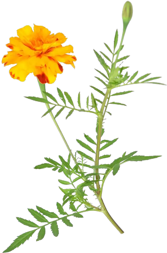 Download Calendula Logo Png Marigold Png