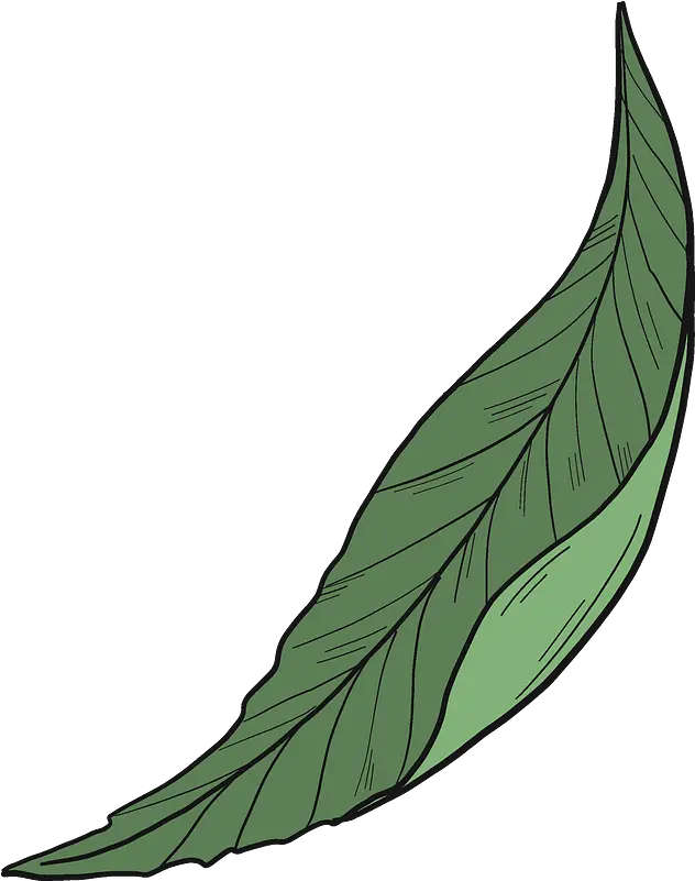 Peach Leaf Clipart Clipart Peach Leaf Png Leaf Clipart Transparent png