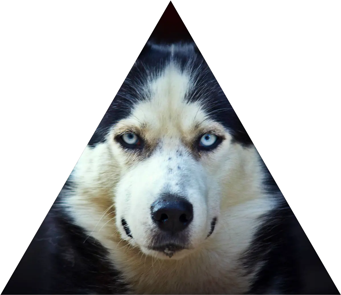 Faze Hd Jusky Png Husky Transparent