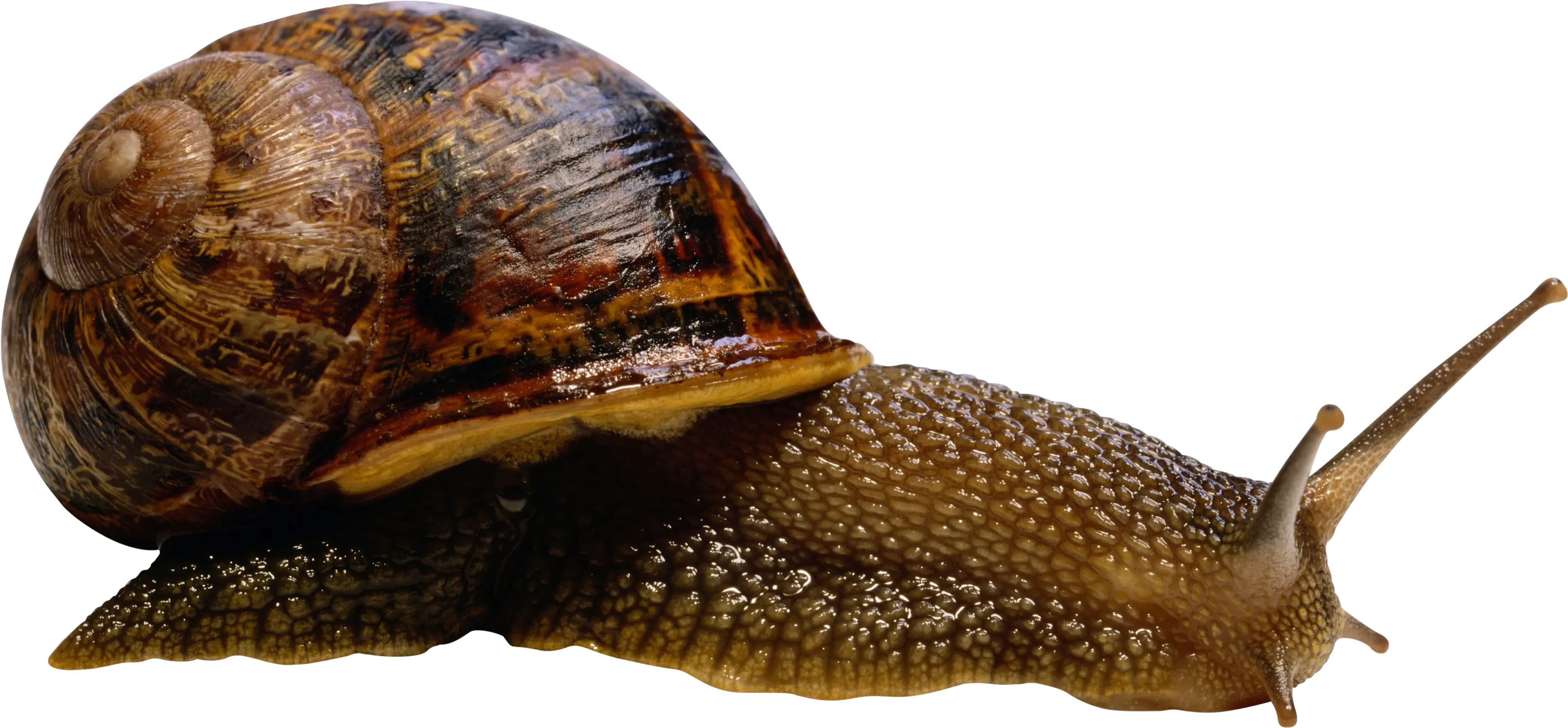 Snail Transparent Png Clipart Free Snail Animal Png Snail Transparent