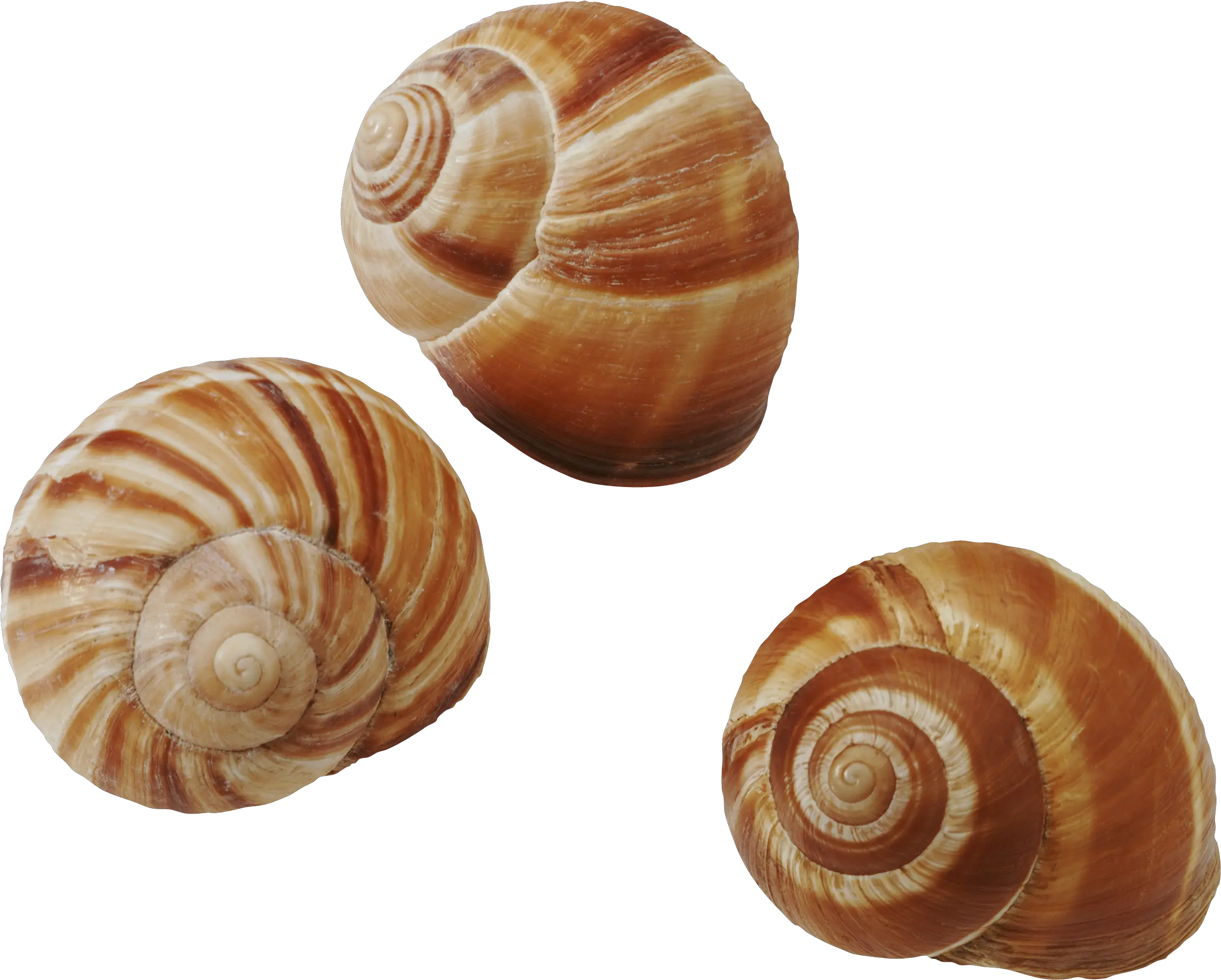 Periwinkle Snail Transparent Snails Periwinkle Png Snail Transparent