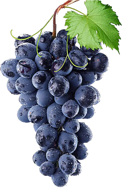 Concord Grapes Png Transparent Grapes Blue Grapes Transparent Background