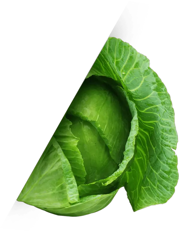 Irish Png Cabbagemin Cabbage 758752 Vippng Cabbage Cabbage Transparent Background