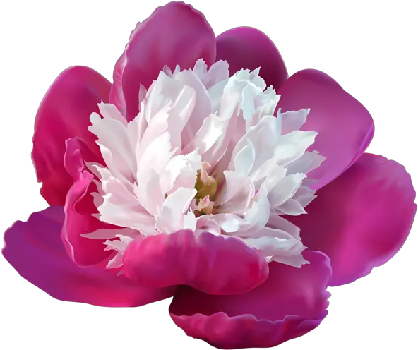Peony Transparent Png Clip Art Image Peonies Flowers Clipart Transparent Peonies Png