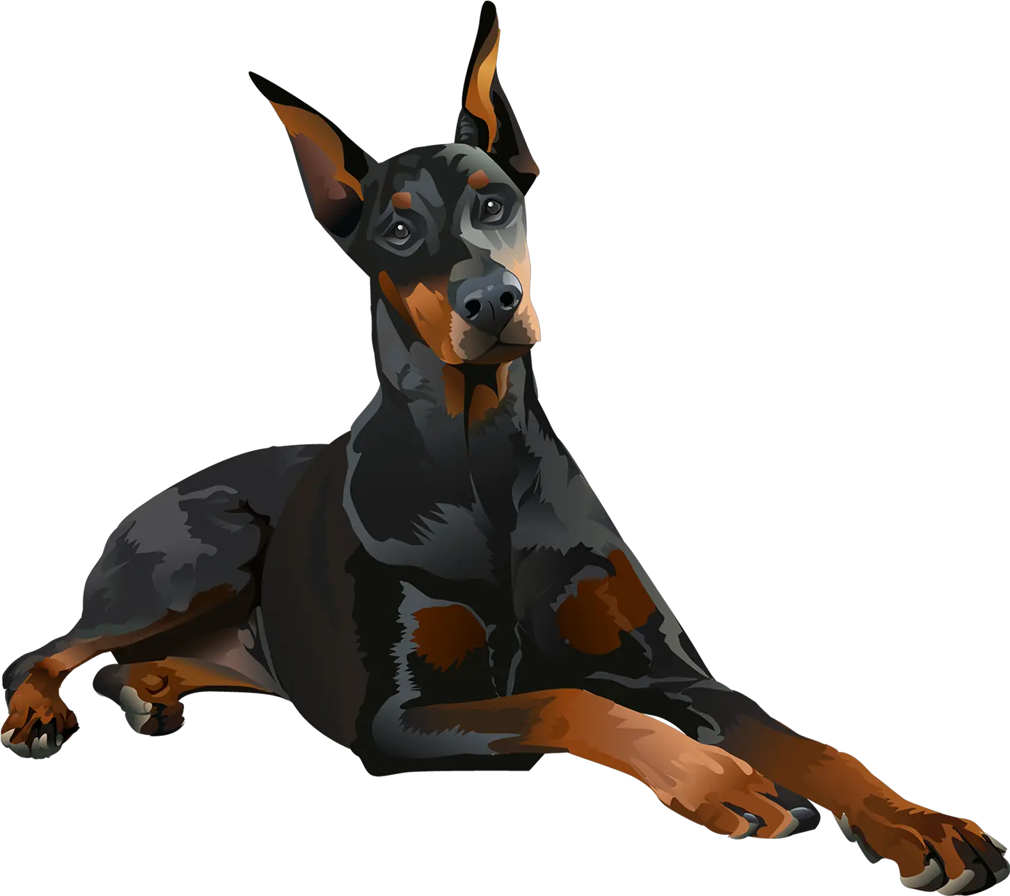 Tshirt Doberman Pinscher Laying Down Png Doberman Png