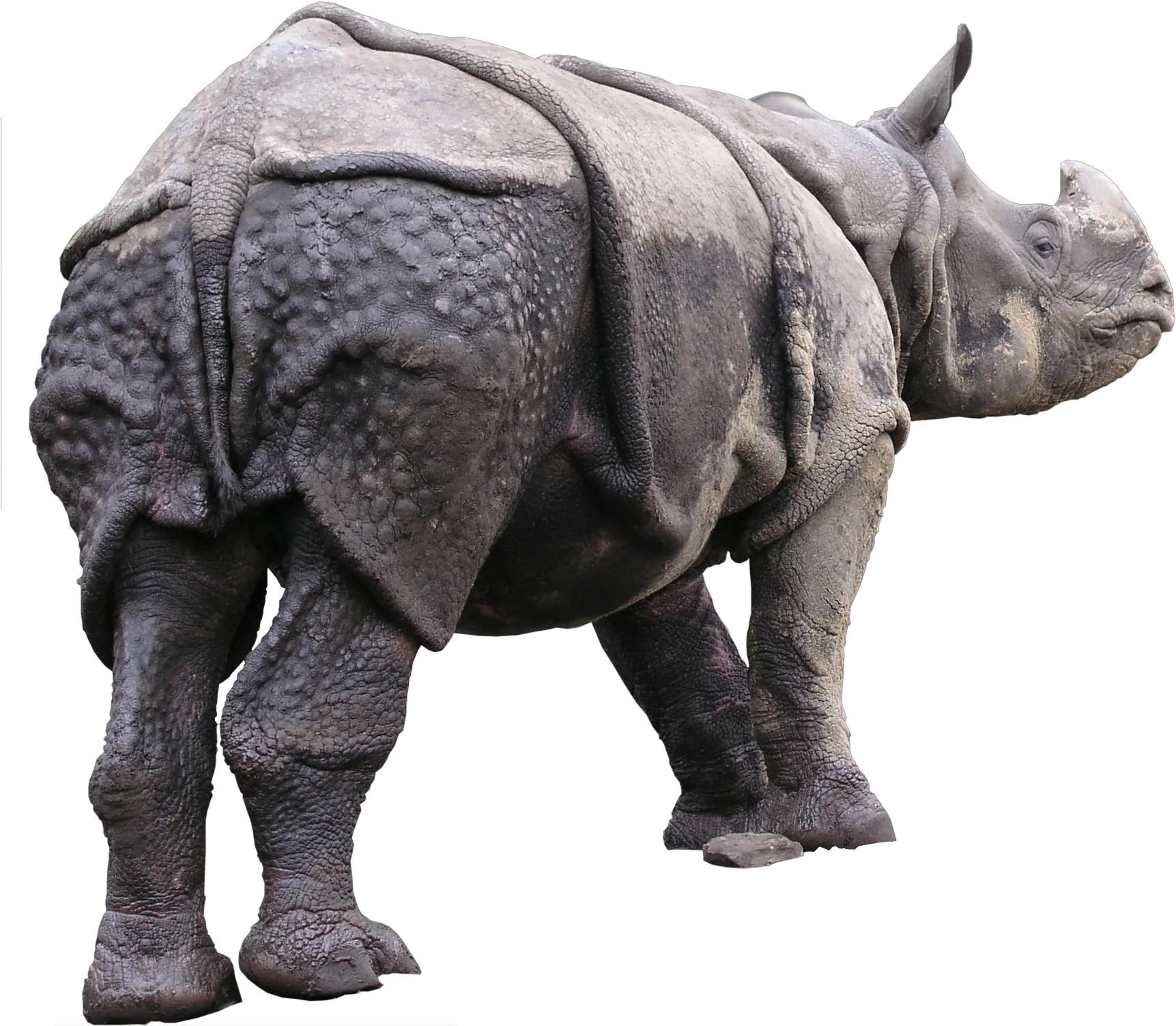 High Qualityfauna Png Textures 3d Computer Graphics Rhinoceros Png