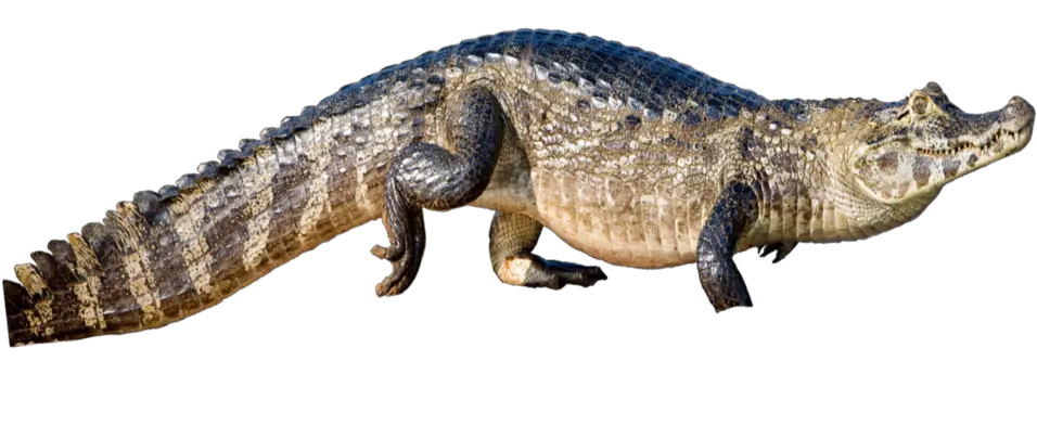 Species U2014 The Ray Laboratory Nile Crocodile Png Alligator Png