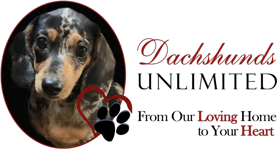 Our History Dachshunds Unlimited Png Dachshund