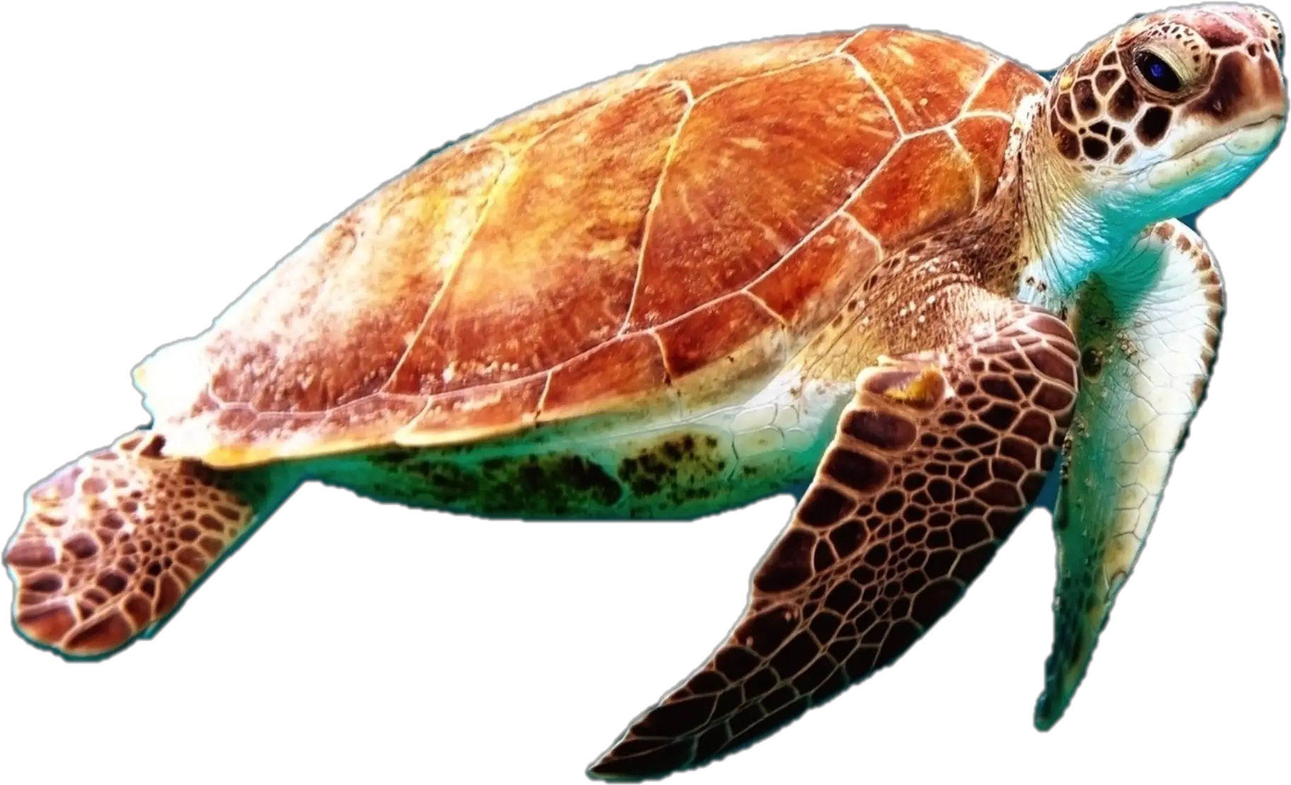 Sea Turtle Png Photo Sea Turtle Png Turtle Png