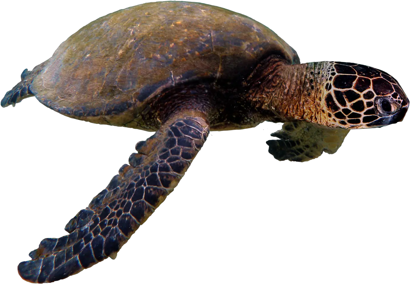 Sea Turtle Png Transparent Hawksbill Sea Turtle Turtle Png