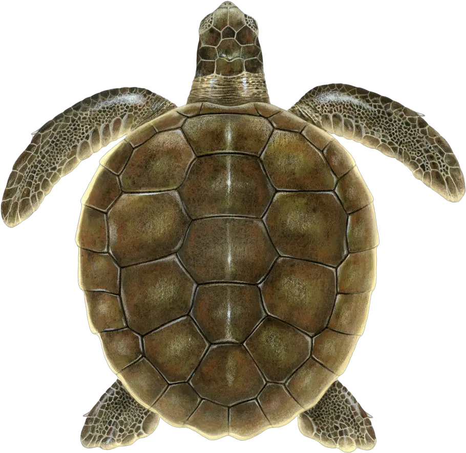 Flatback Upwell Png Turtle