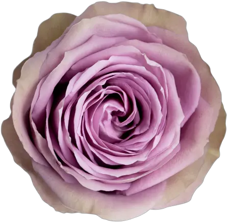Tiara Retail U2014 Conectiflor Sa Garden Roses Png Tiara Png