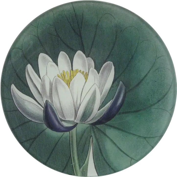 Water Lily Sacred Lotus Png Water Lily Png