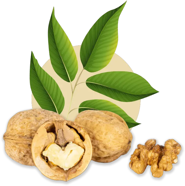 Mixed Halves Walnut Png Walnuts Png
