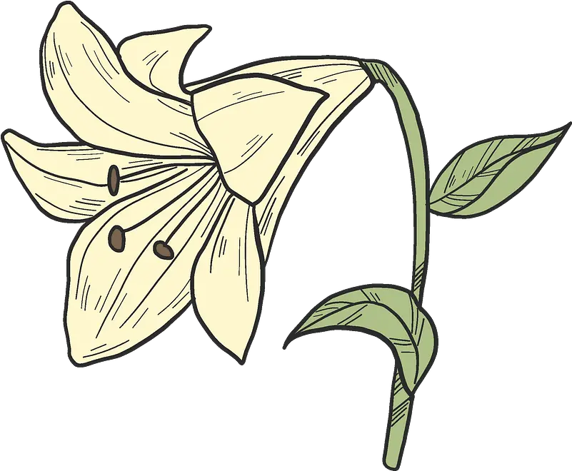Clipart Lily Png White Lily Png