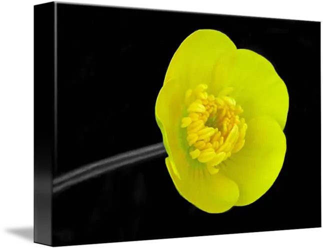 Buttercup By Lisa Phillips Marsh Marigold Png Buttercup Png