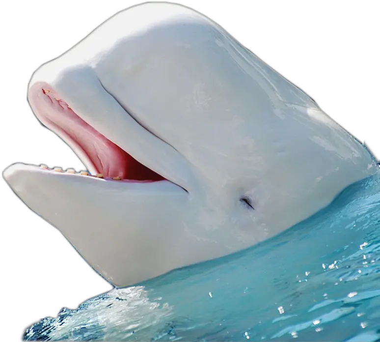 Filebeluga Whale Edited By K Abdelhamidpng Wikimedia Commons Beluga Whale No Background Dolphin Transparent Background