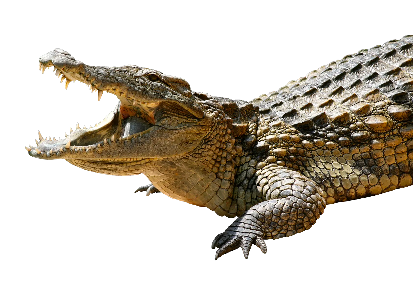 Crocodile Png Transparent Transparent Crocodile Png Alligator Transparent