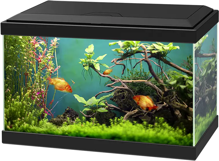 Aquarium Png Images Free Download Golden Fish Aquarium Png Fish Tank Png