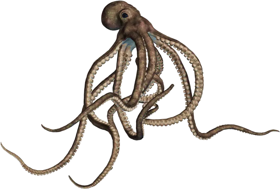 Octopus Png Transparent Free Images Octopus Transparent Png Octopus Transparent