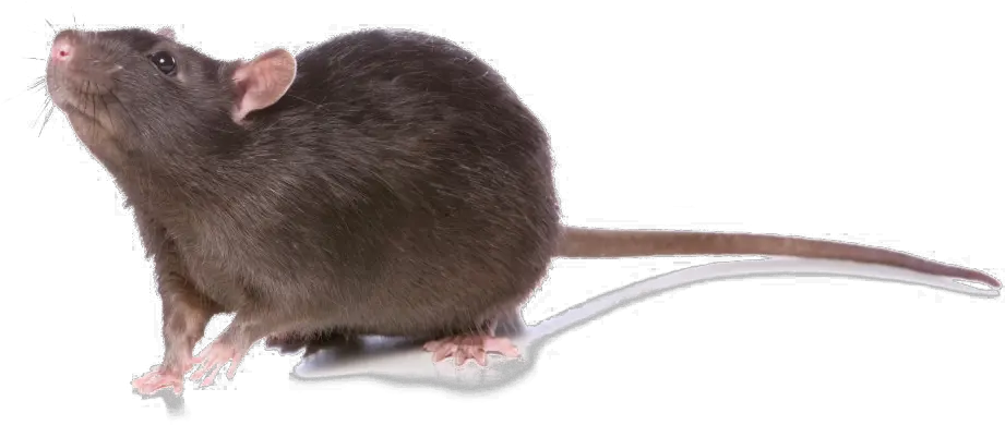 Rat Png Photo Marsh Rice Rat Rat Png
