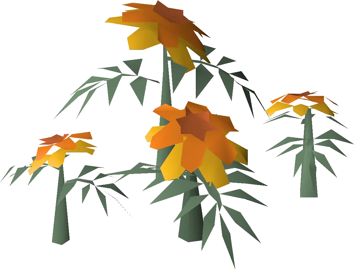 Marigolds Construction Osrs Wiki Clip Art Png Marigold Png