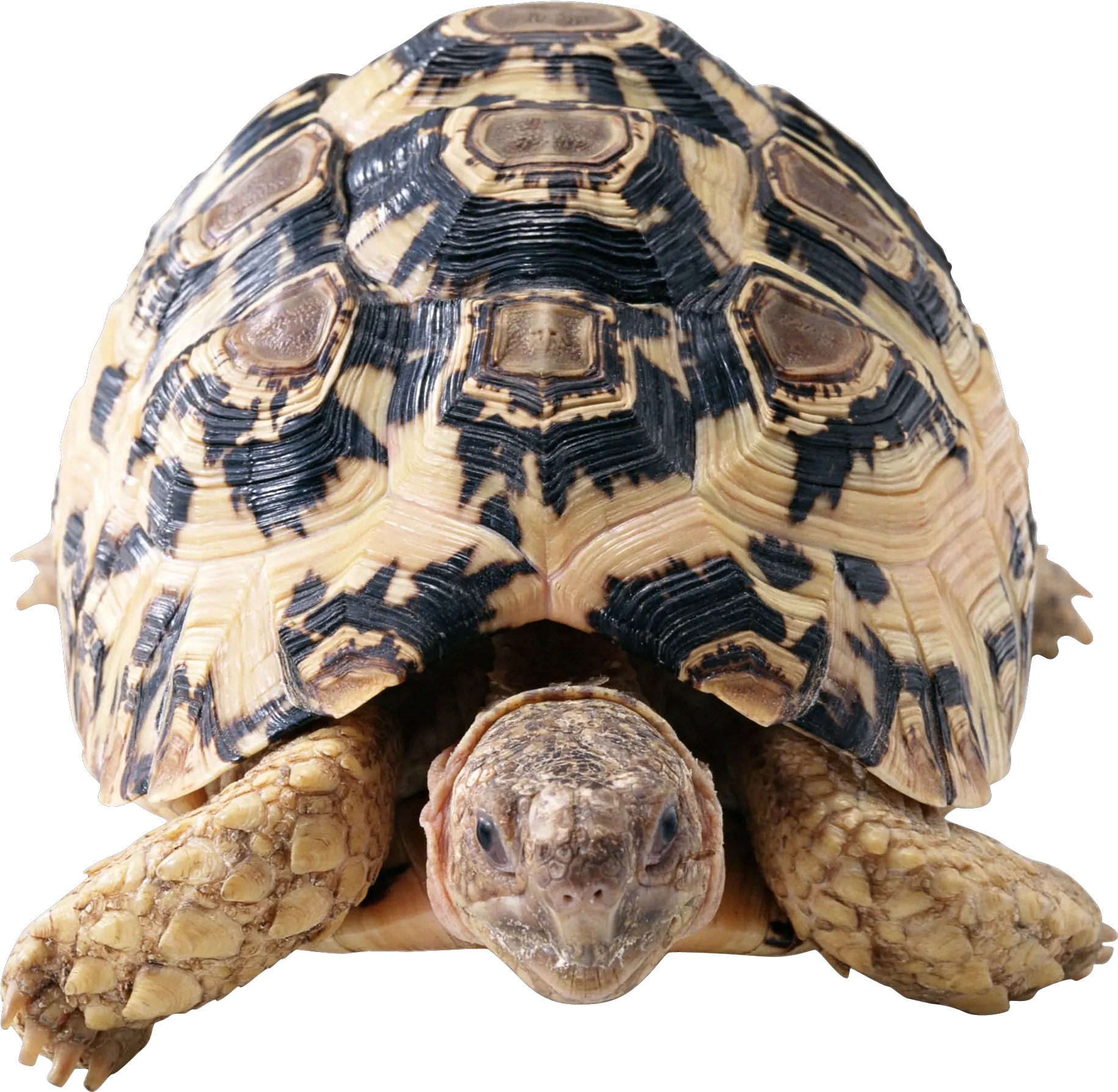 Turtle Png Clipart Web Icons Transparent Background
