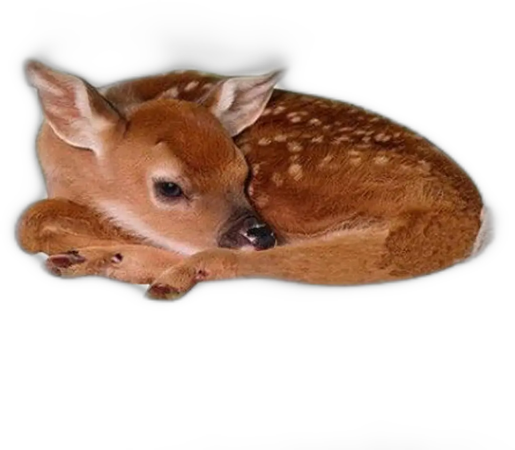 Download Hd Baby Deer Png Baby Deer Png