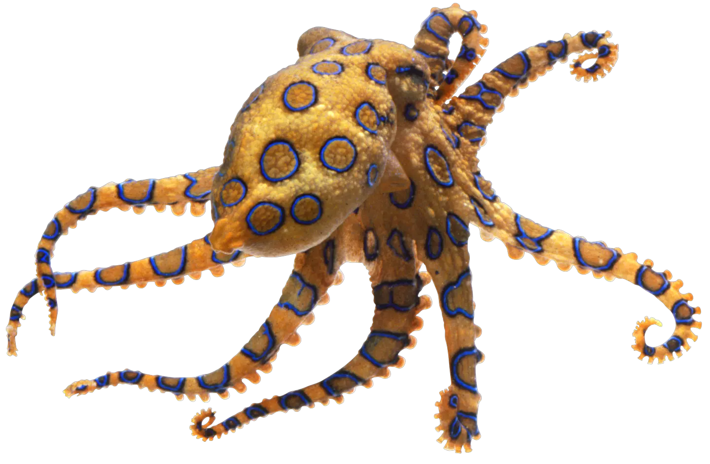 Transparent Png Blue Ringed Octopus Transparent Octopus Png