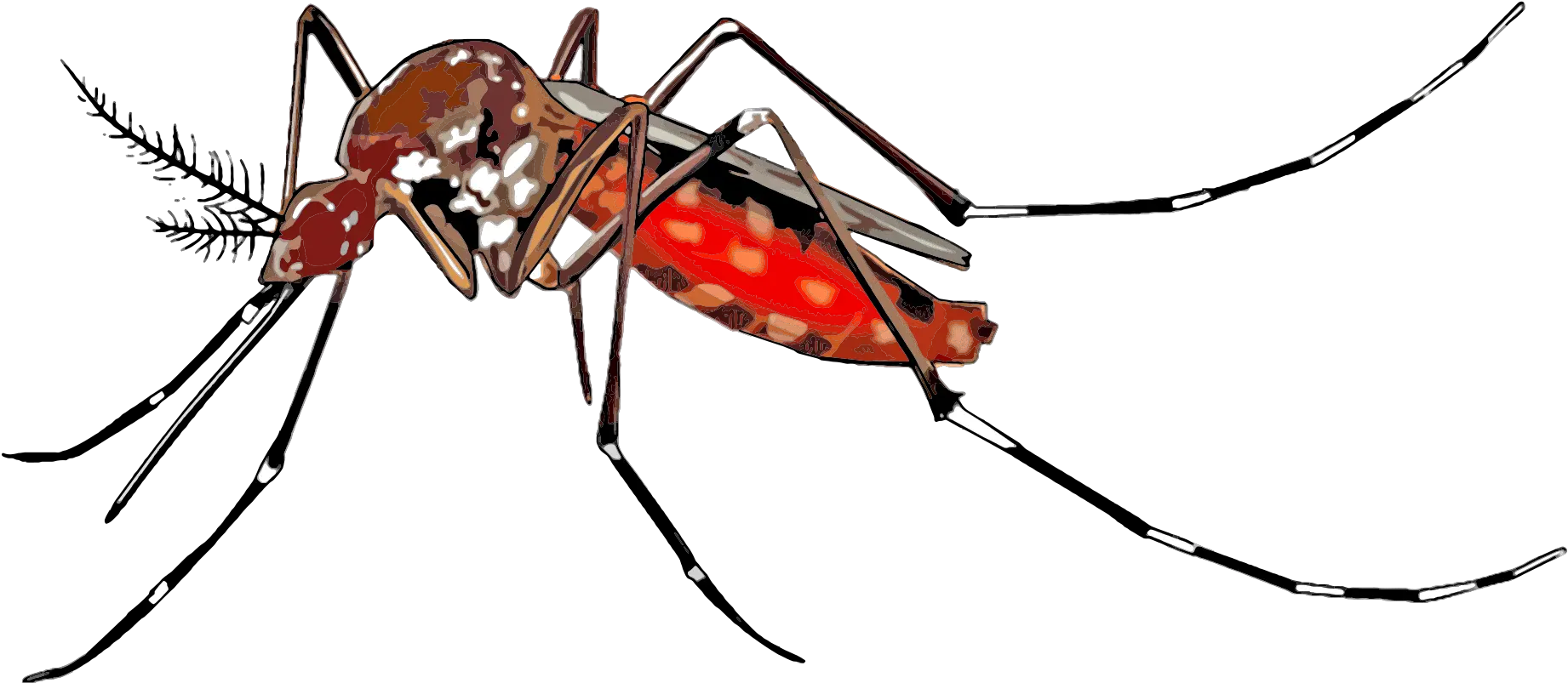 Yellow Fever Mosquito Insect Clip Art Mosquito Illustration Png Mosquito Png