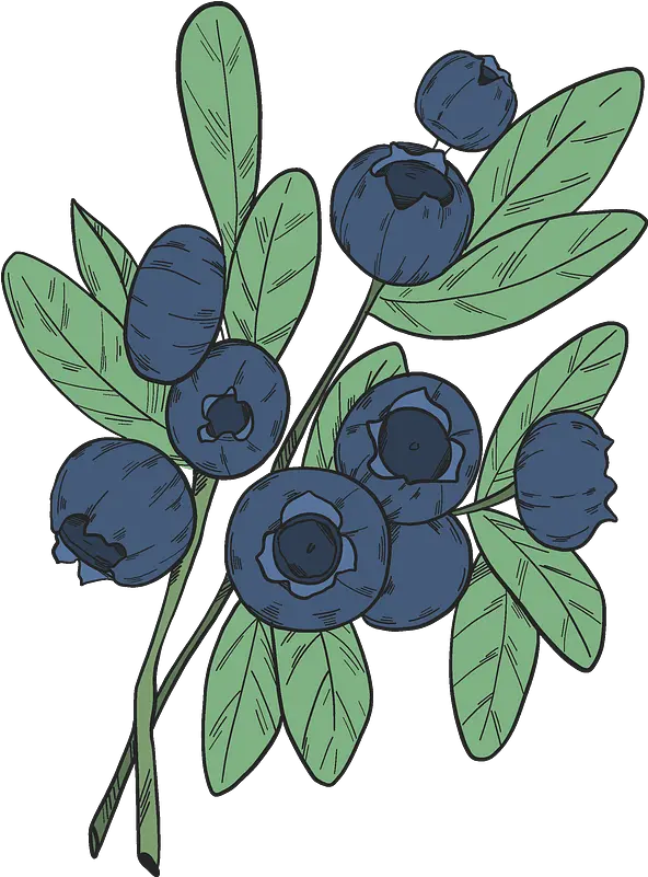 Blueberry Branches Clipart Free Download Transparent Png Clip Art Branches Png