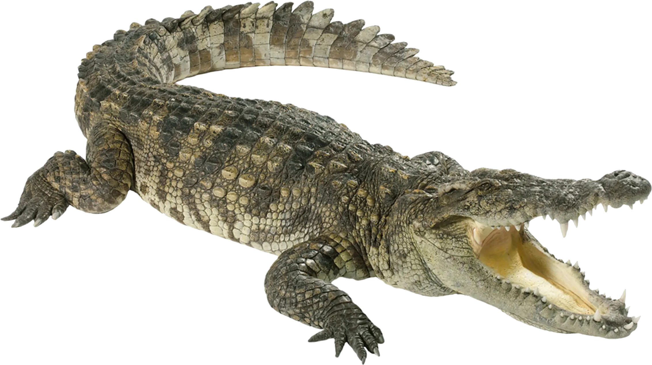 Crocodile Png Crocodile Png Croc Png